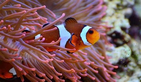 5 Prettiest Saltwater Reef Tank Fish Hygger