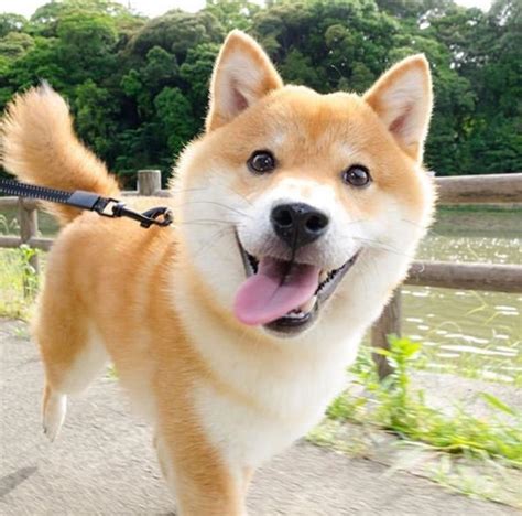Cute Shiba Inu Cutest Shiba Inu Puppy Ask Me Anything Ift Tt