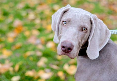 Weimaraner Dog Breed Characteristic Daily And Care Facts