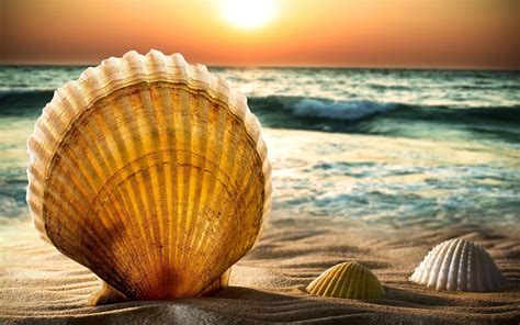 Shells And Sand Beach Sea Water Wave Horizon Sun Sunset Sky