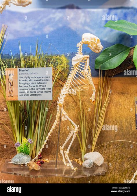 Oklahoma Mar 3 2022 Close Up Shot Of The Meerkat Skeleton In The
