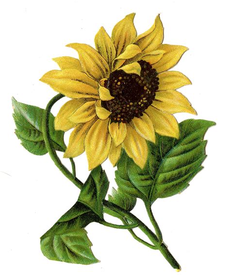 Sunflower Printable Clipart Clipart Suggest