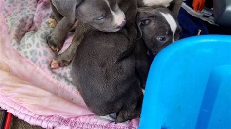 Pit Bull Puppies Rescued After Found Dumped Along Road In Detroit