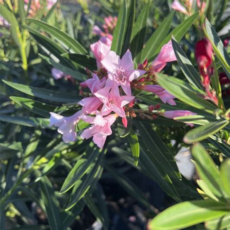 Oleander Petite Pink 3g Growers Outlet Willis Texas Growers