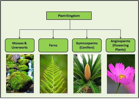 How To Classify Plants Diagram Quizlet