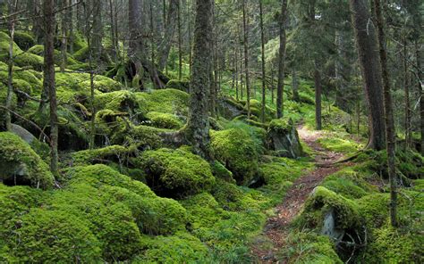 Download Wallpaper 2560x1600 Forest Path Trees Moss Widescreen 1610