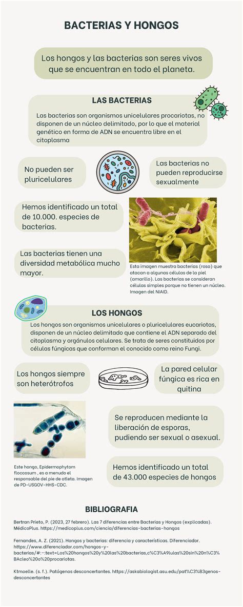 Diferencias Entre Bacterias Y Hongos Los Hongos Y Las Bacterias Son Seres Vivos Que Se