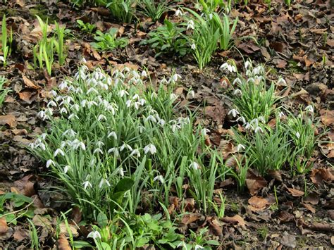 Snowdrops Galanthus An Early Spring Late Winter Visit Flickr