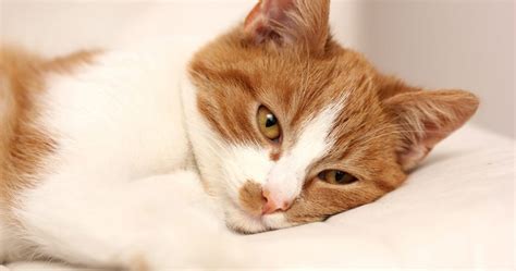 Discover The Causes Of Pain In Cats Petlifesa