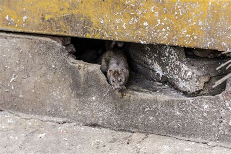 Rat Damage A1 Exterminators