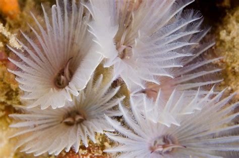 Unique Creatures Of The Deep Sea National Marine Sanctuary Foundation