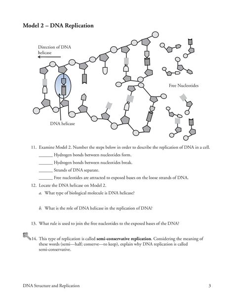 Each dna molecule has a unique structure that makes it different from other dna molecules (or genes) dna, dna replication and mitosis practice test multiple choice identify the choice that best completes the statement or answers the question. Dna Structure And Replication Worksheet Answer Key | Enseñanza biología, Anatomia y fisiologia ...