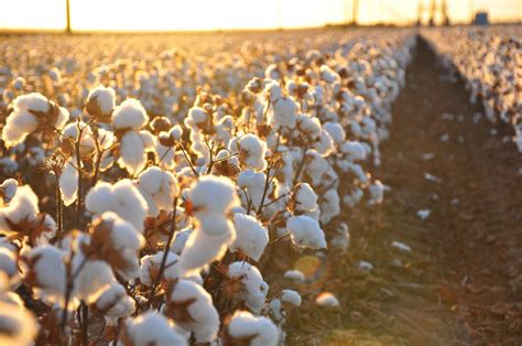 Egypt Plans to Double Cotton Production, Revive 'White Gold' Industry ...
