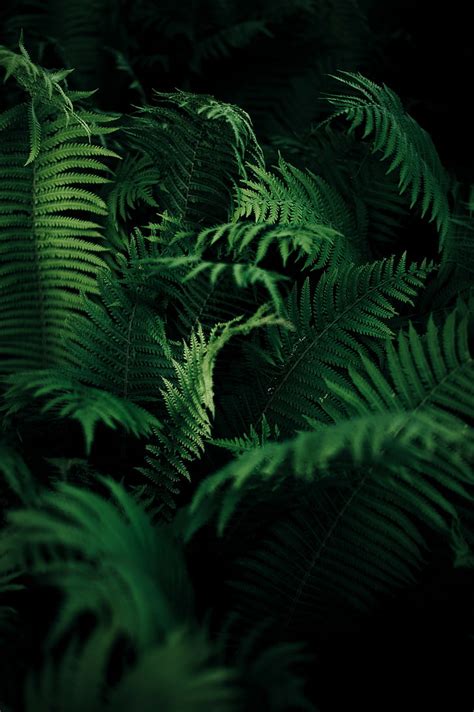 Green Wallpapers Nature Fern Leaf Green Wallpapers Nature Fern Hd