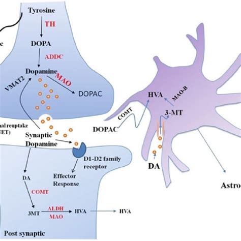 2 Dopamine Biosynthesis In The Brain Download Scientific Diagram