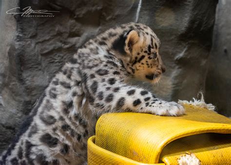 Snow Leopard Cub Craig Markert Flickr