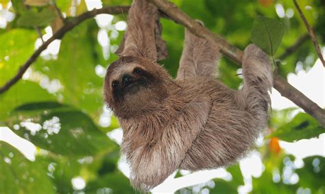 Sloth Animal Planets The Most Extreme Wiki Fandom