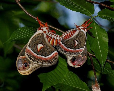 Cecropia Moths Mating The Cecropia Moths Are The Largest Moths In North