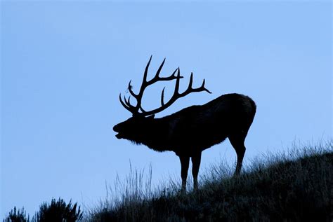 Elk Fighting Silhouette Wallpaper