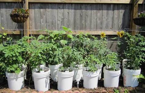 • removable trellis stands 5 ft. Pin on Preppers Stuff and Medicine kits