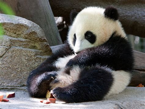 42 15 panda brown panda. Funny image: Cute Baby Panda Pictures
