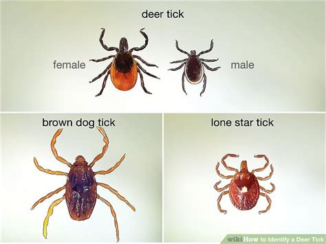 The Natural Approach To Lyme And Other Tick Borne Diseases Dr Sara B