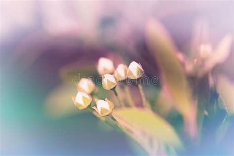Little White Flowers Buds Stock Photo Image Of Garden 117400522