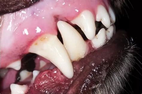 Natural Remedies For Dog Gum Disease Gum Disease Dog Toothpaste