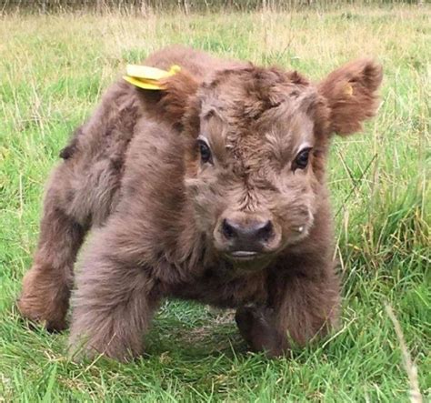 Pin By Arianna Yanofsky On Animal Magic Cute Baby Cow Baby Cows