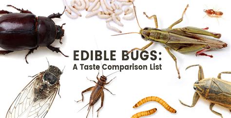 Edible Bugs Which Ones To Eat And Always Avoid Dr Axe