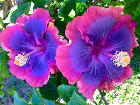 Flower Seeds Giant Purple Hibiscus Exotic Coral Flowers 20 Etsy