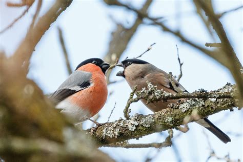 Das könnte dich auch interessieren. Gimpel-Paar Foto & Bild | tiere, wildlife, wild lebende ...