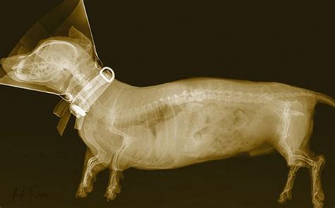 Maybe you would like to learn more about one of these? Amazing Images of Animals and Plants Under an X-Ray ...
