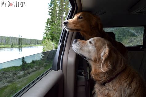 Visiting Yellowstone National Park With Dogs