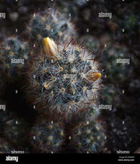 Bright Yellow Flower Of Mammillaria Elongata Ladyfinger Cactus Close