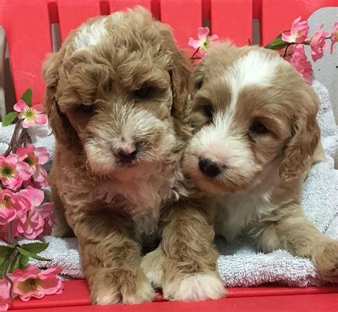 9 lives rescue is a foster based rescue. puppy for sale, goldendoodles for sale, puppies, ny, adopt ...