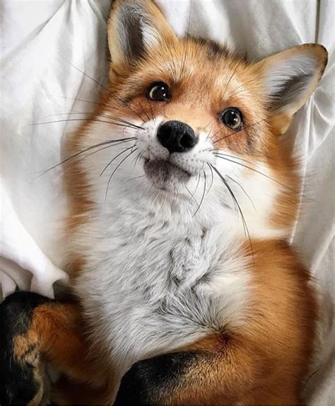 Instagram Cute Animals Animals Pet Fox