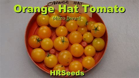Orange Hat Tomato Micro Dwarf Solanum Lycopersicum Tomato Review