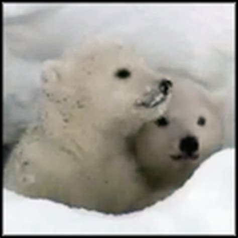 Baby Polar Bears See Daylight For The First Time A Watch What