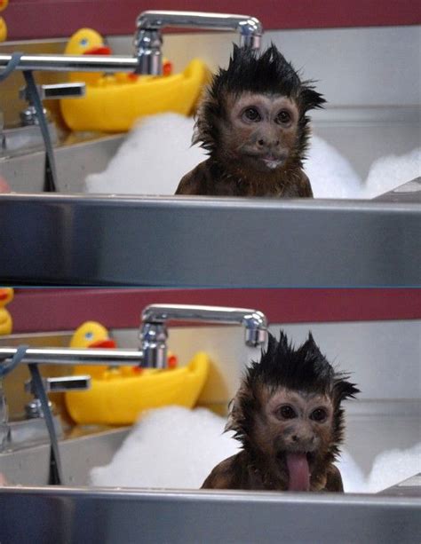 Monkey Taking A Bath Monkeys Funny Cute Monkey Funny Animals