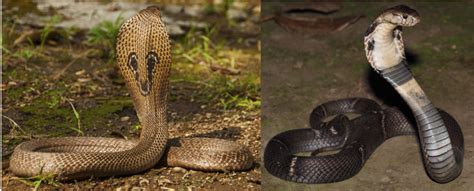 15 Types Of Cobras From Around The World 2023 Bird Watching Hq