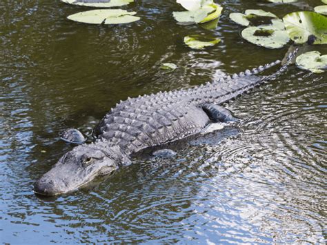 5 Best Places To See Alligators Around New Orleans