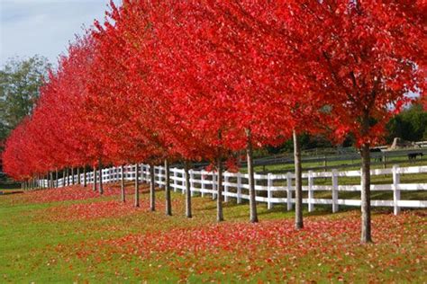 Its Fall Time To Plant A Tree Autumn Blaze Maple Trees To Plant