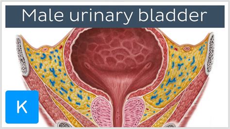 Video Male Urinary Bladder Kenhub