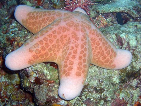 Real Monstrosities Granulated Starfish