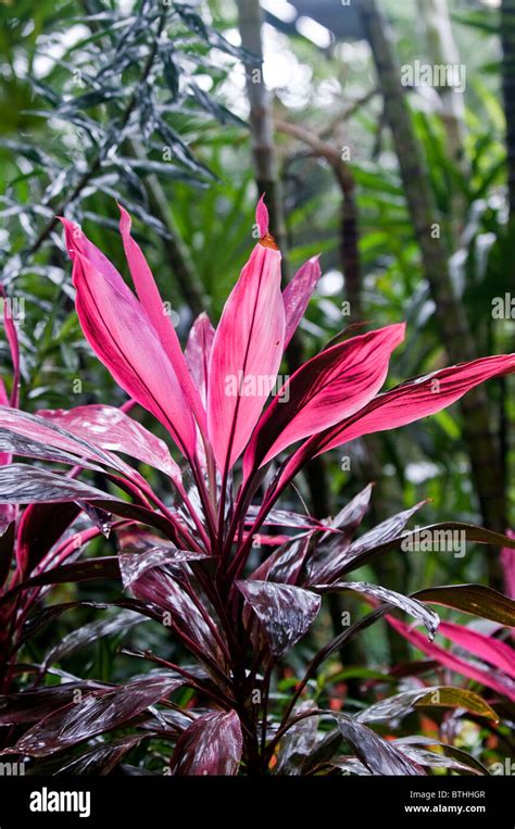 A Palm Lily Cordyline Fruticosa Stock Photo Alamy