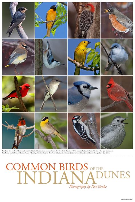 Common Birds Of The Indiana Dunes Poster Etsy