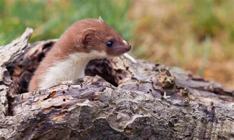 Specieswatch Celebrating The Weasel The Uks Tiny Hunter Animals