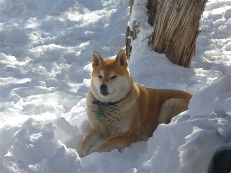 Shiba Inu From The House Of The Fox Dogs