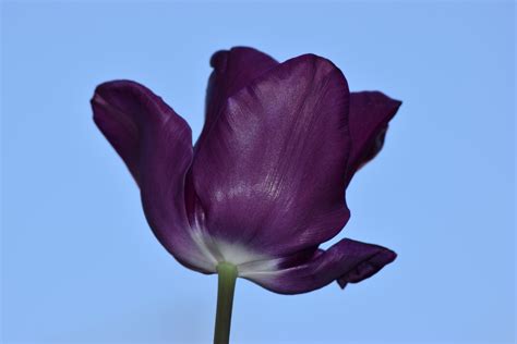 Free Images Nature Blossom Sky Flower Purple Petal Tulip